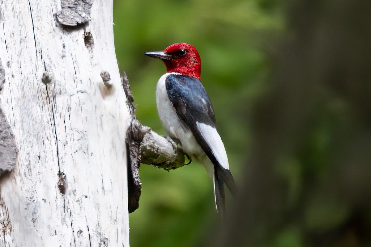 Carpintero Cabecirrojo - ML590200251