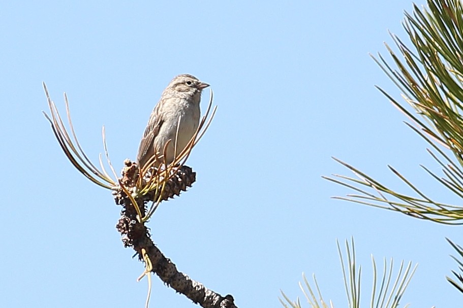 Brewer's Sparrow - ML590200281