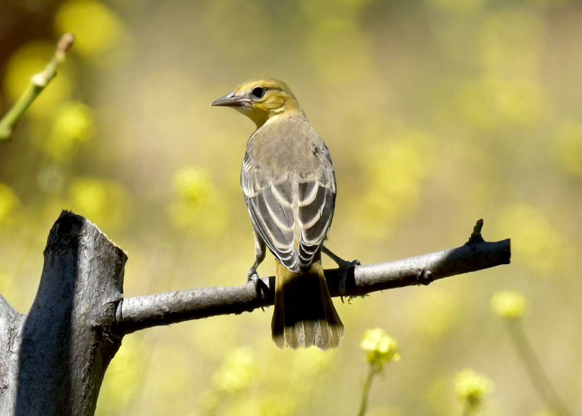 Bullock's Oriole - ML590200661