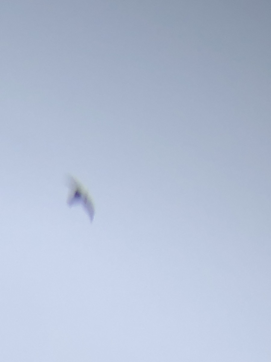 Black Swift - ML590201371