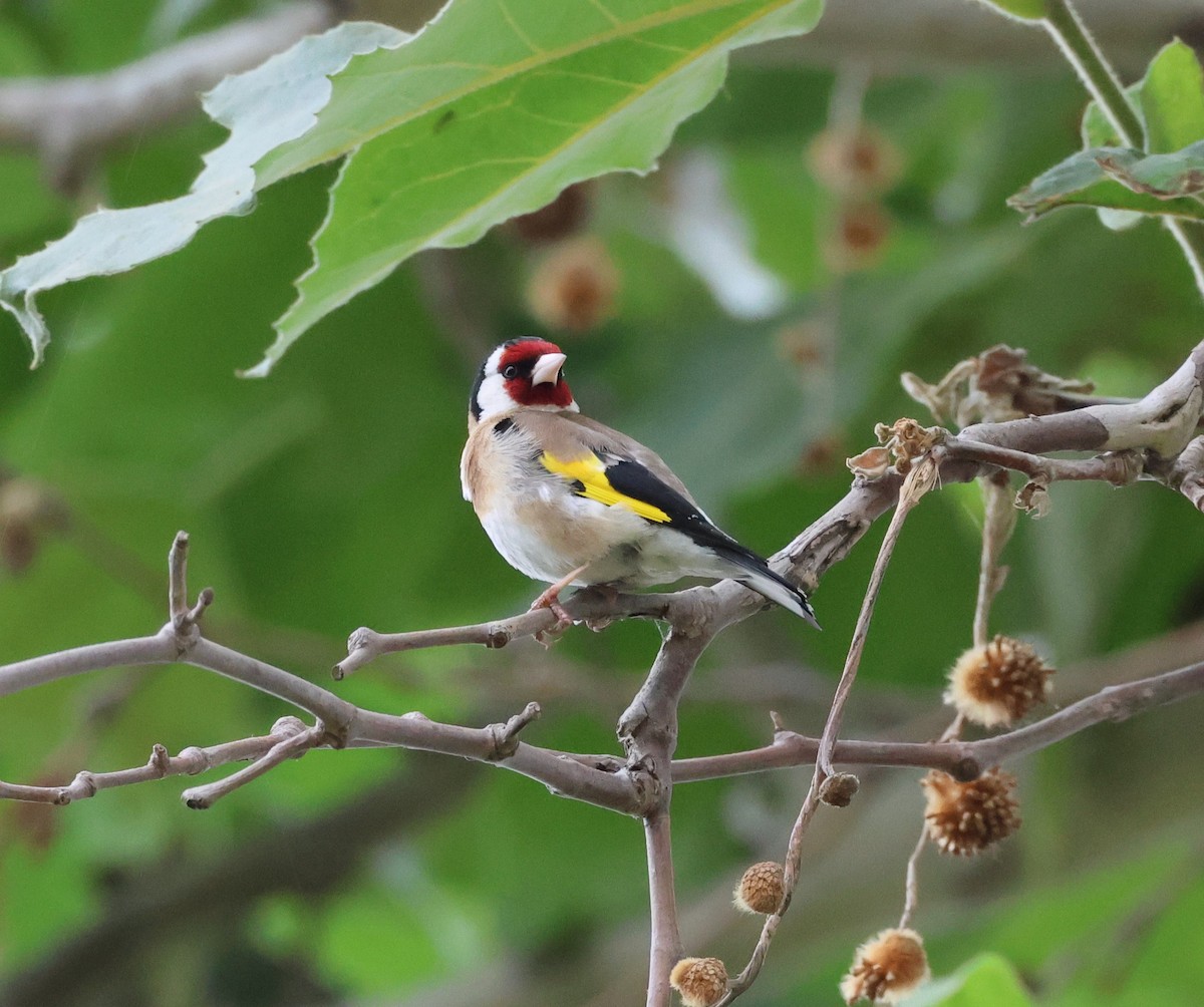 European Goldfinch - ML590201821