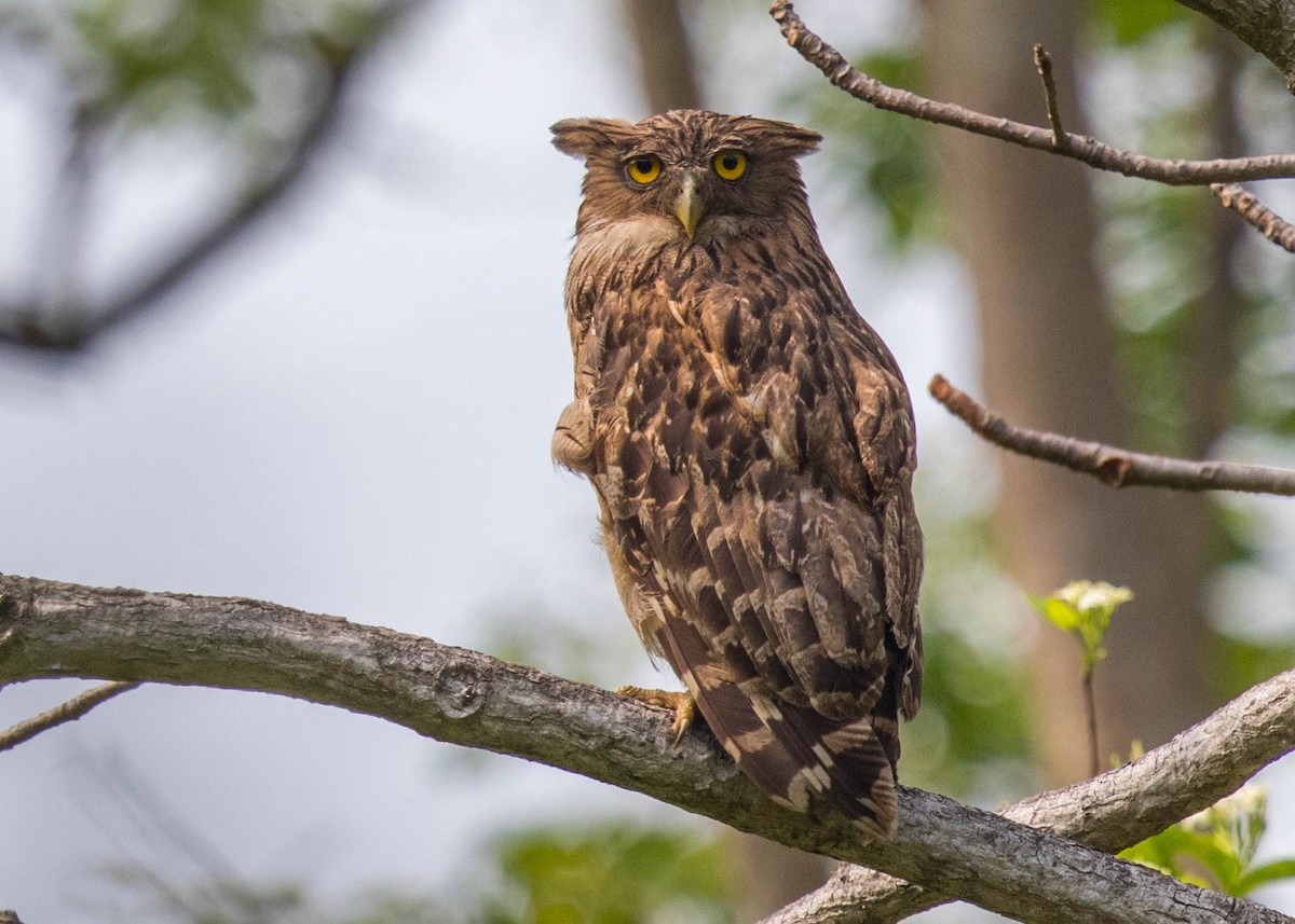 Brown Fish-Owl - ML590203751