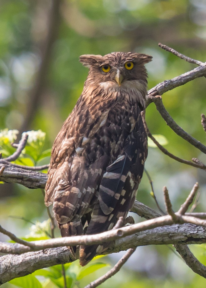 Brown Fish-Owl - ML590203761