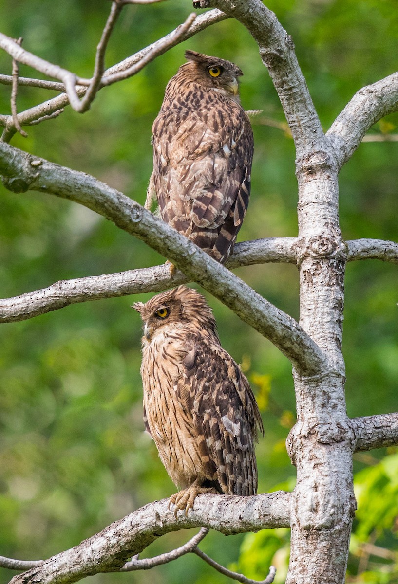 Brown Fish-Owl - ML590203791