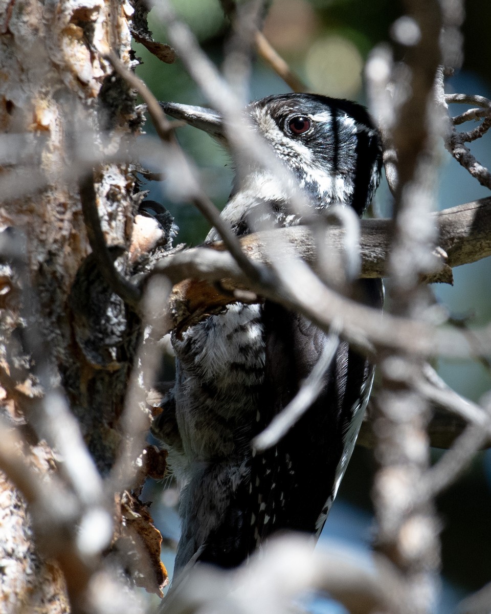 American Three-toed Woodpecker - ML590205121