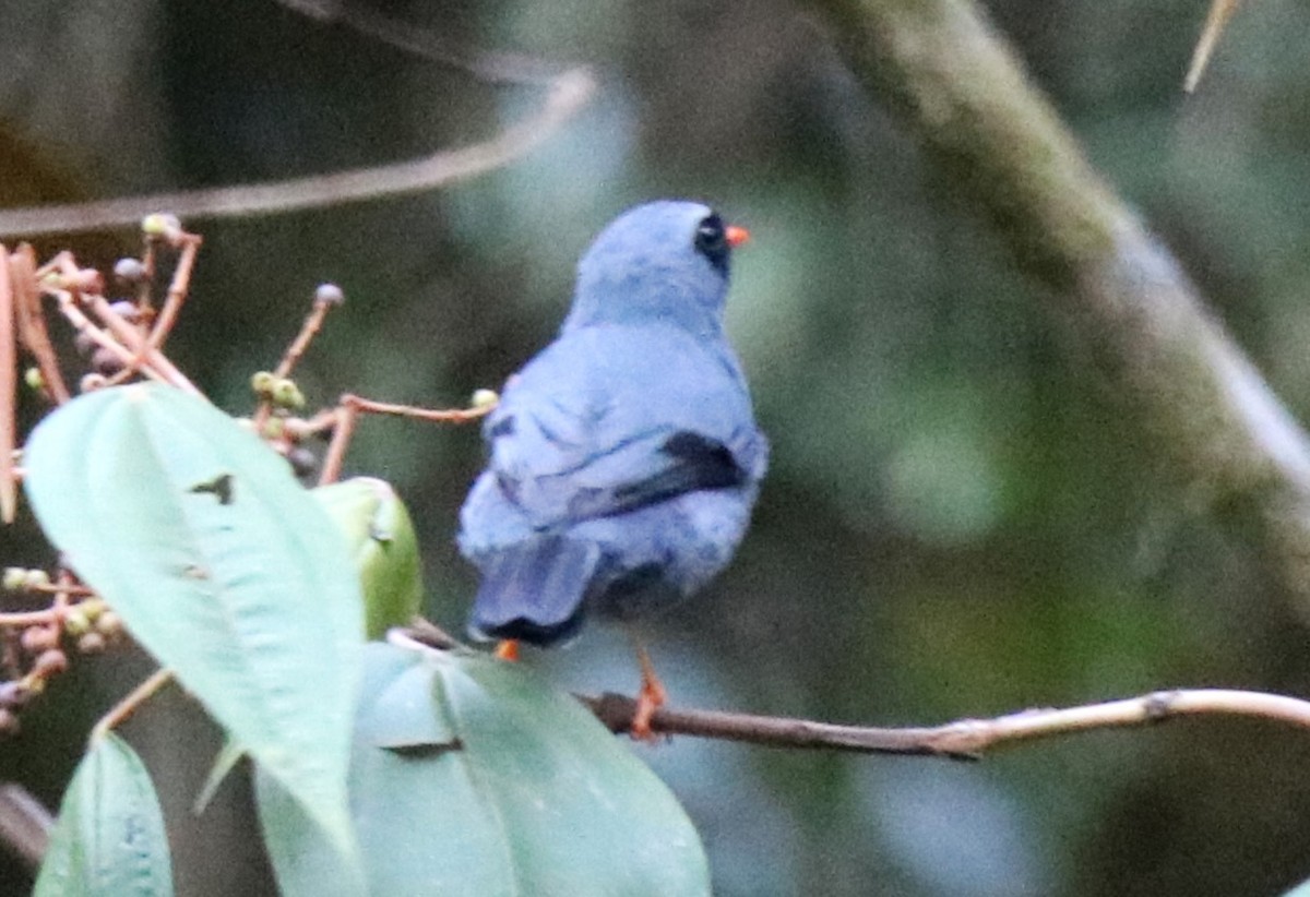 Black-faced Solitaire - ML590205381