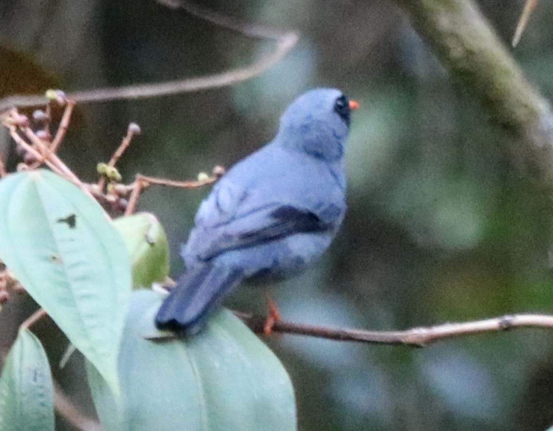 Black-faced Solitaire - ML590205391