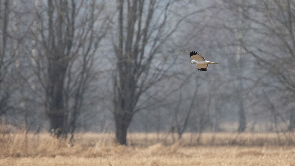 Hen Harrier - ML590206381