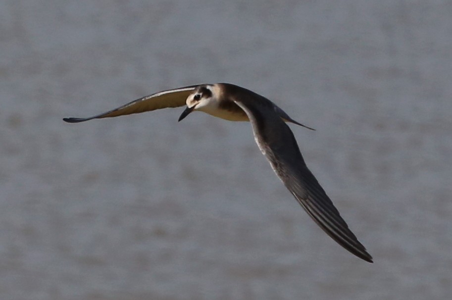 Black Tern - ML590207801