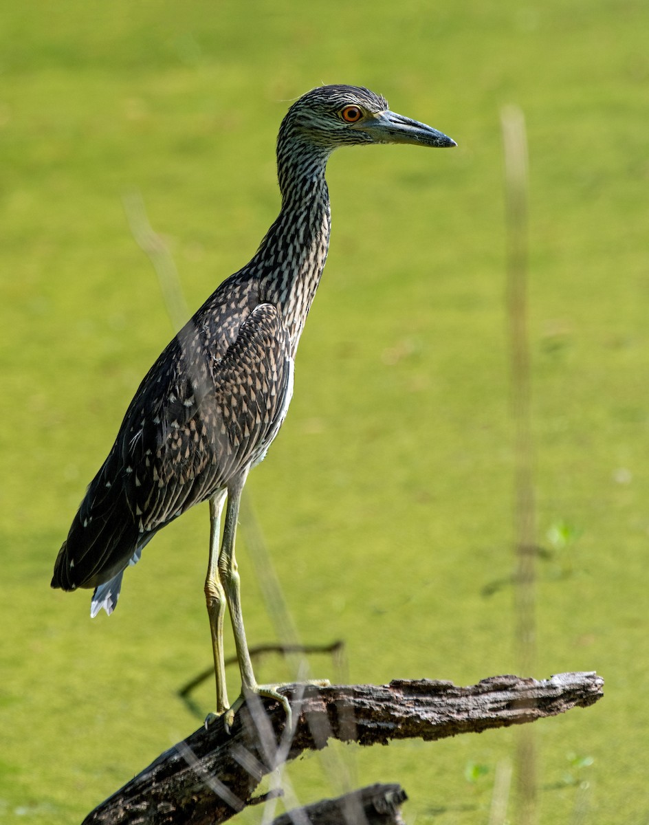 Yellow-crowned Night Heron - ML590209051