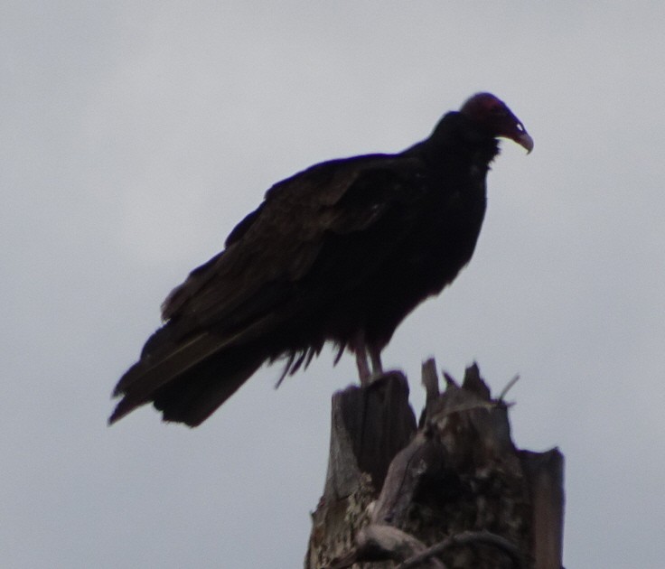 Turkey Vulture - ML590209831