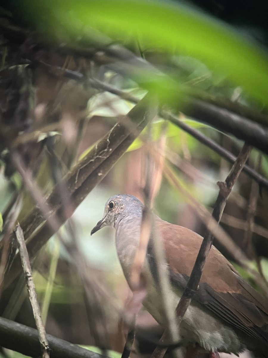 Сероголовая голубка (battyi/malae) - ML590209951