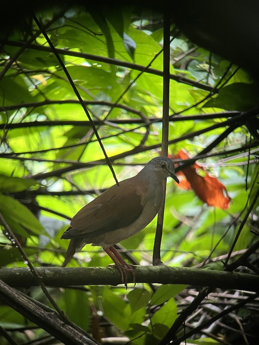 Gray-headed Dove (Brown-backed) - Brenda Sánchez