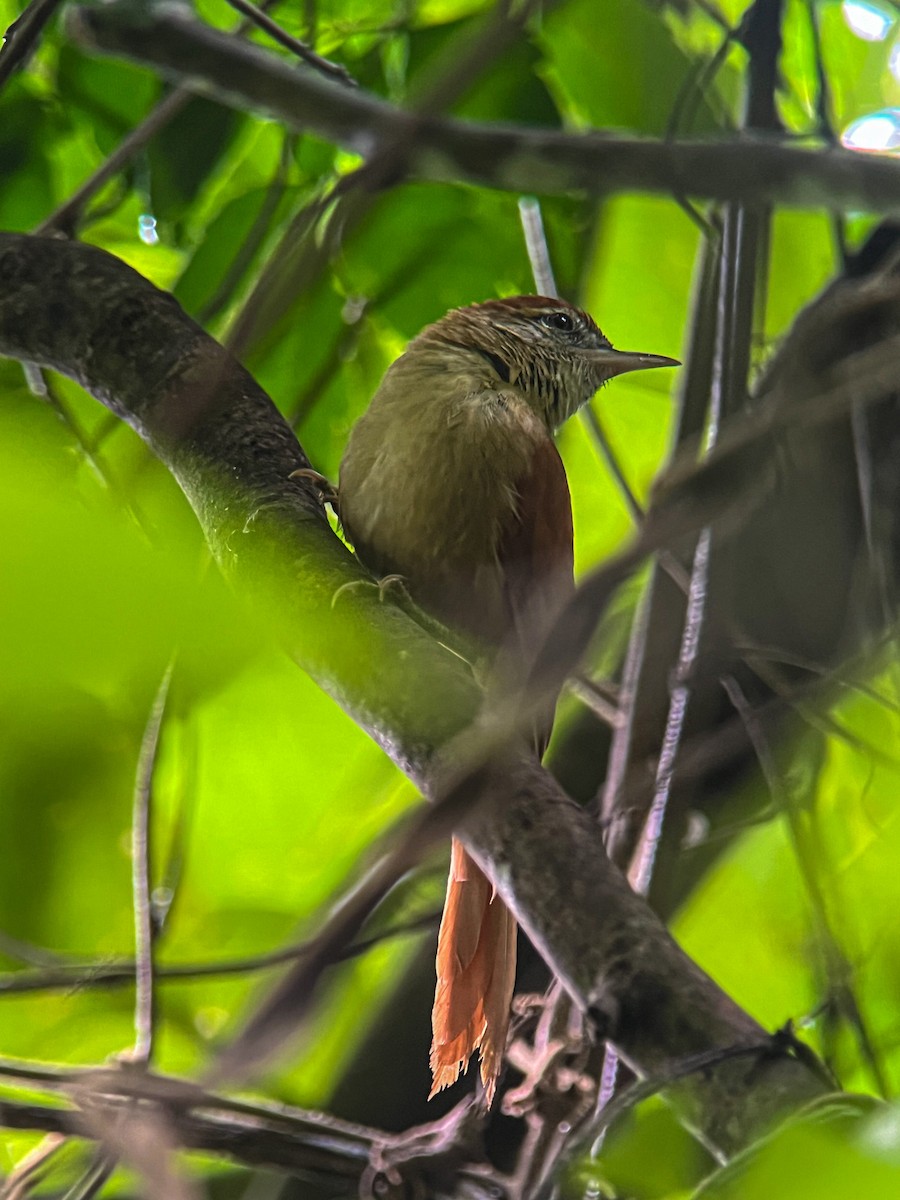 Coiba Spinetail - Rogers "Caribbean Naturalist" Morales