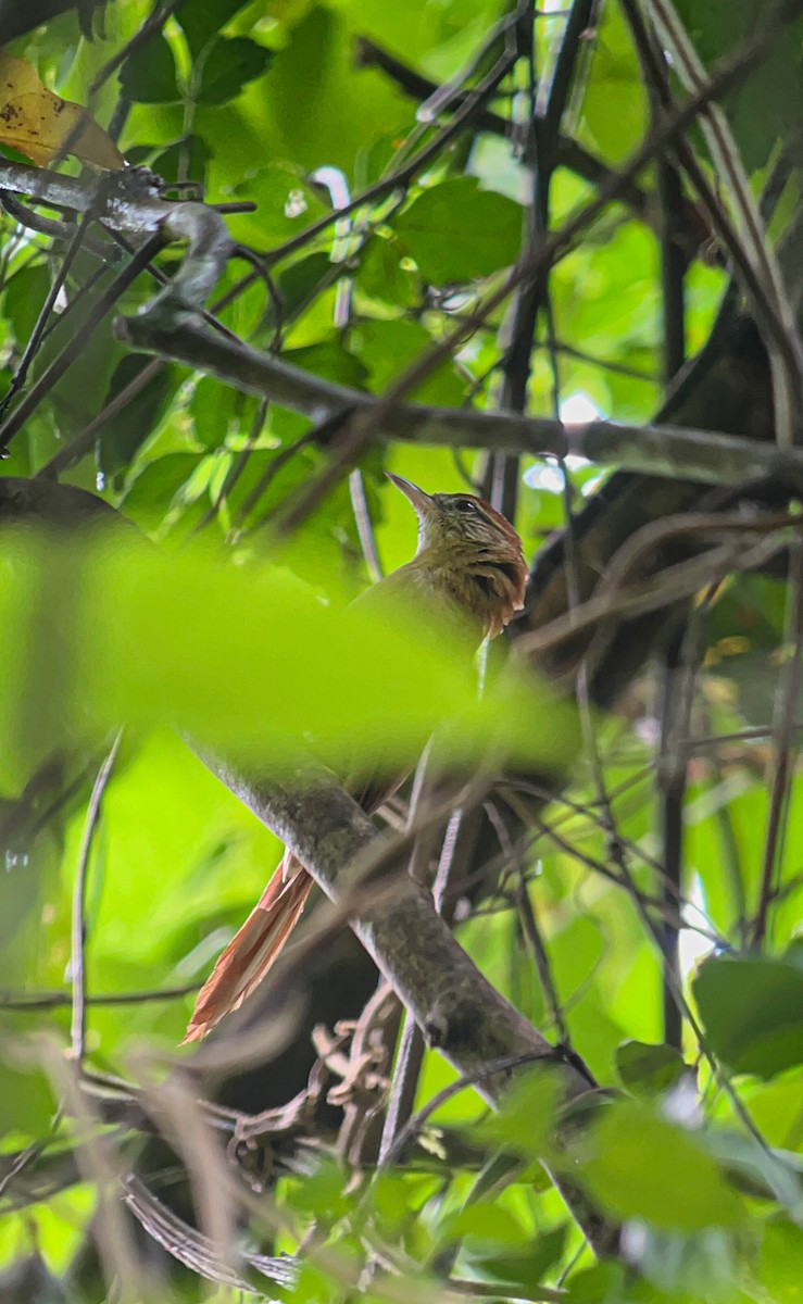 Coiba Spinetail - ML590210281