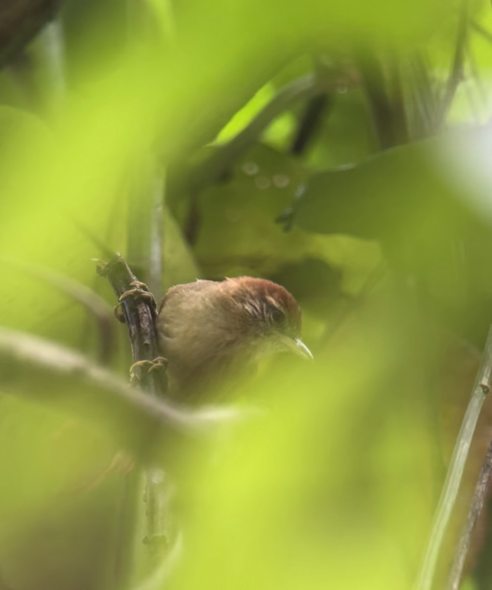 Coiba Spinetail - ML590210301