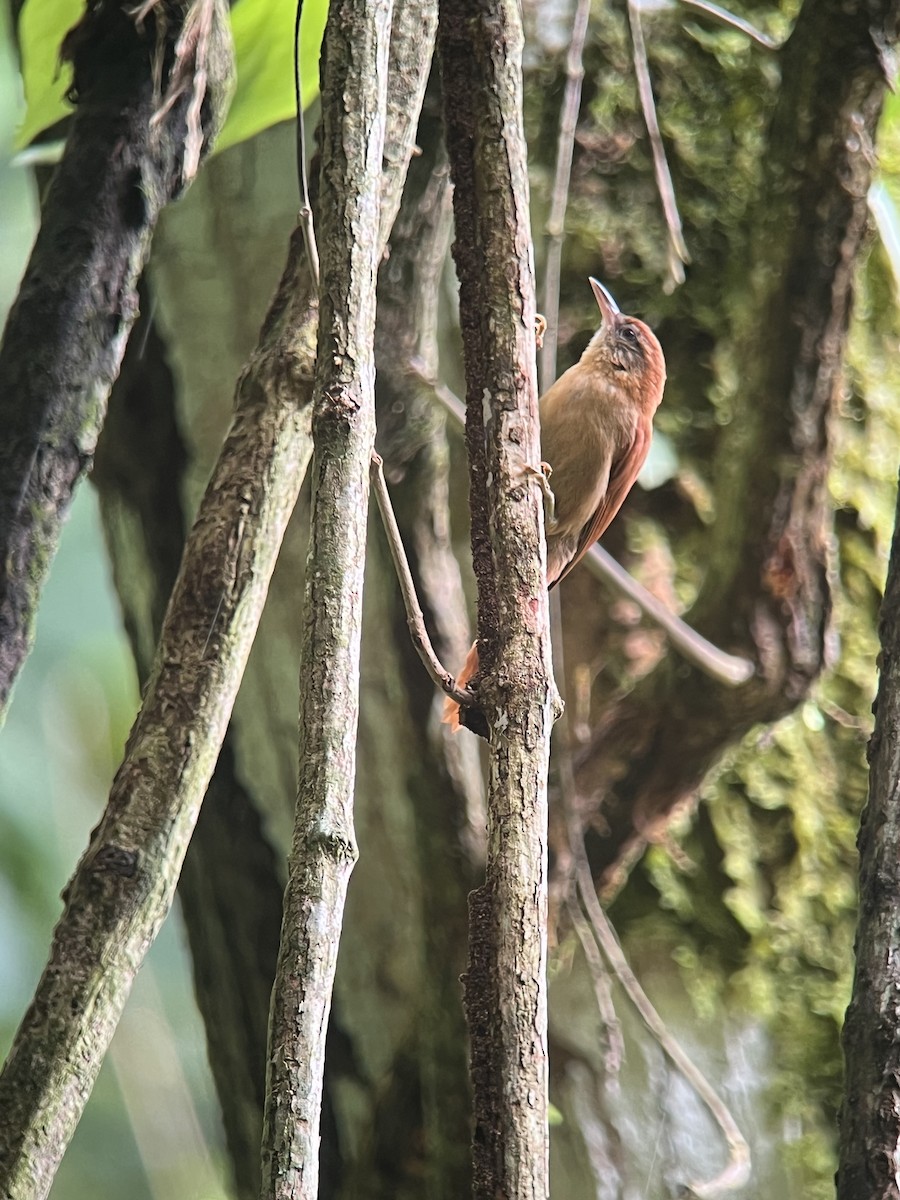 Coiba Spinetail - ML590210871