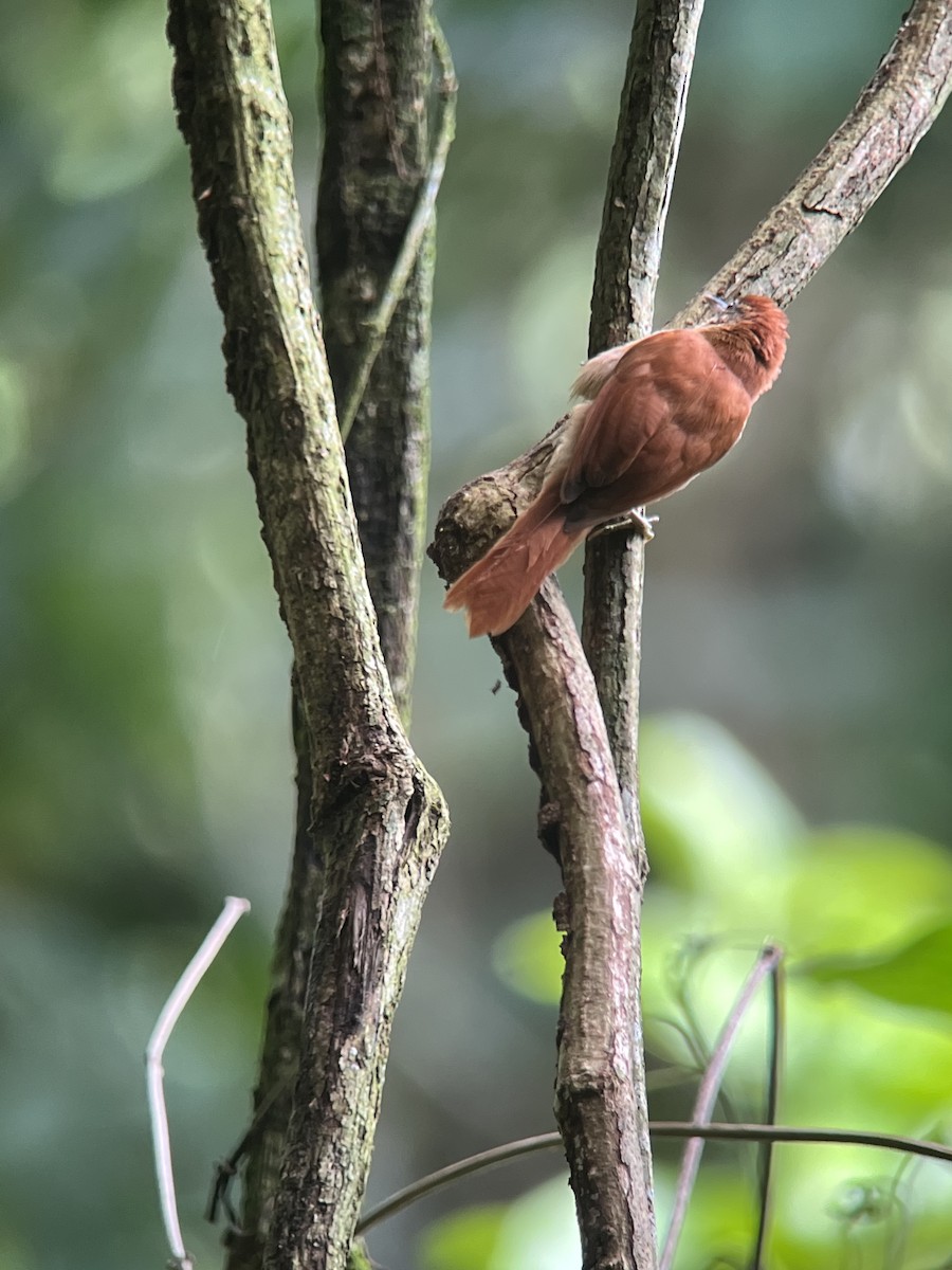 Coiba Spinetail - ML590210901