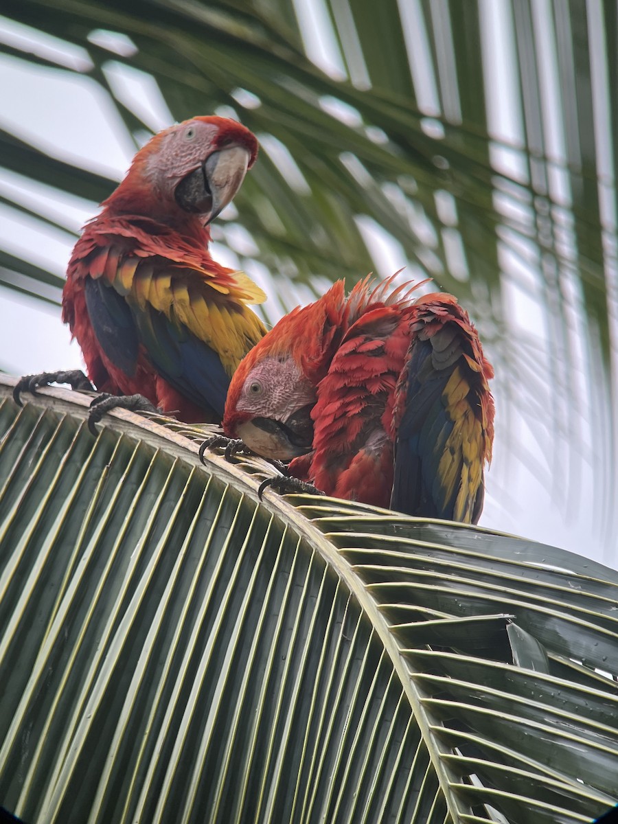 Scarlet Macaw - Rogers "Caribbean Naturalist" Morales