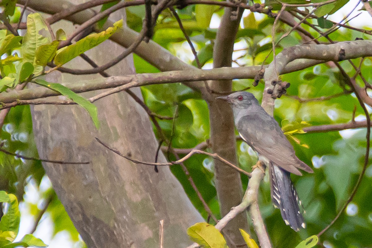 Gray-bellied Cuckoo - ML590211541