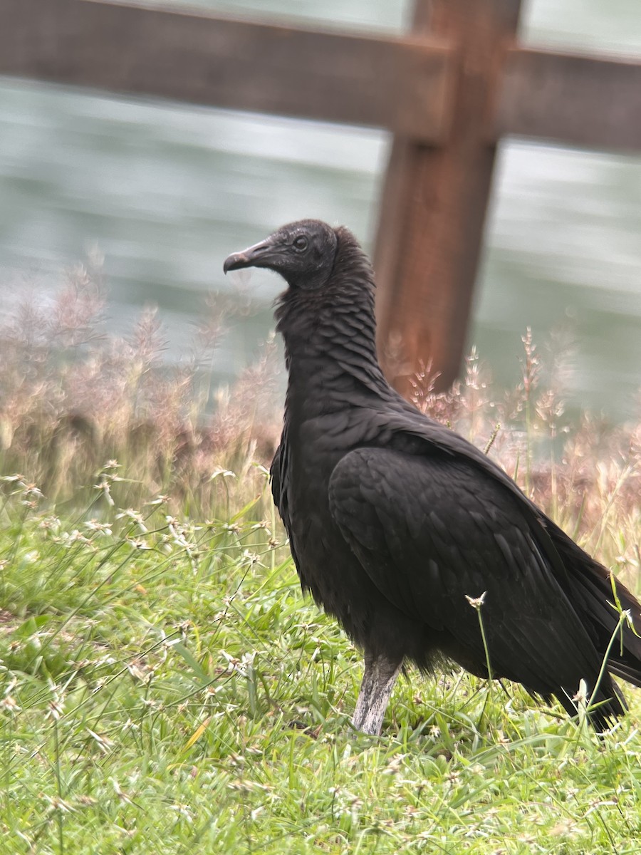 Black Vulture - Brenda Sánchez