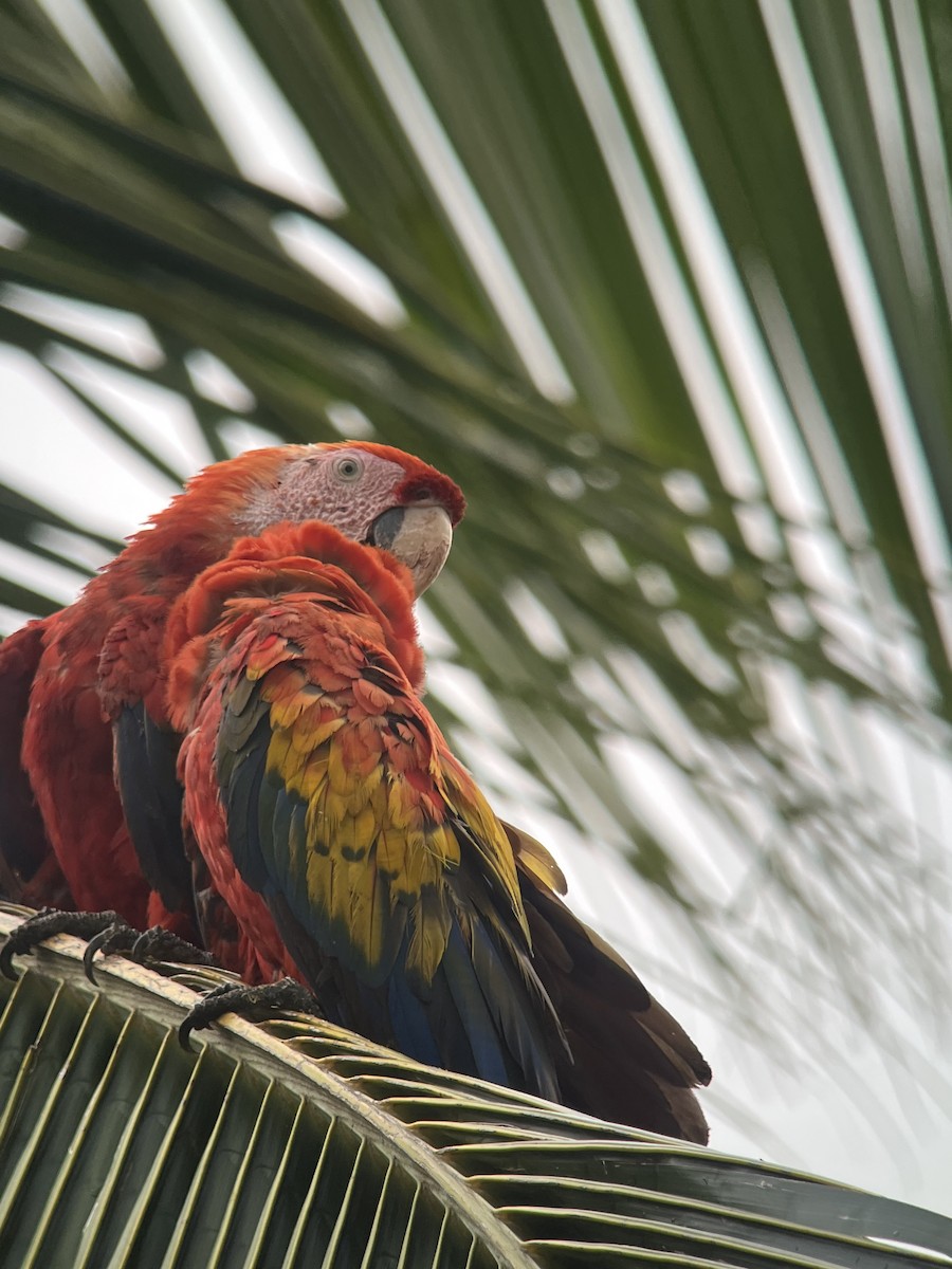 Scarlet Macaw - Brenda Sánchez