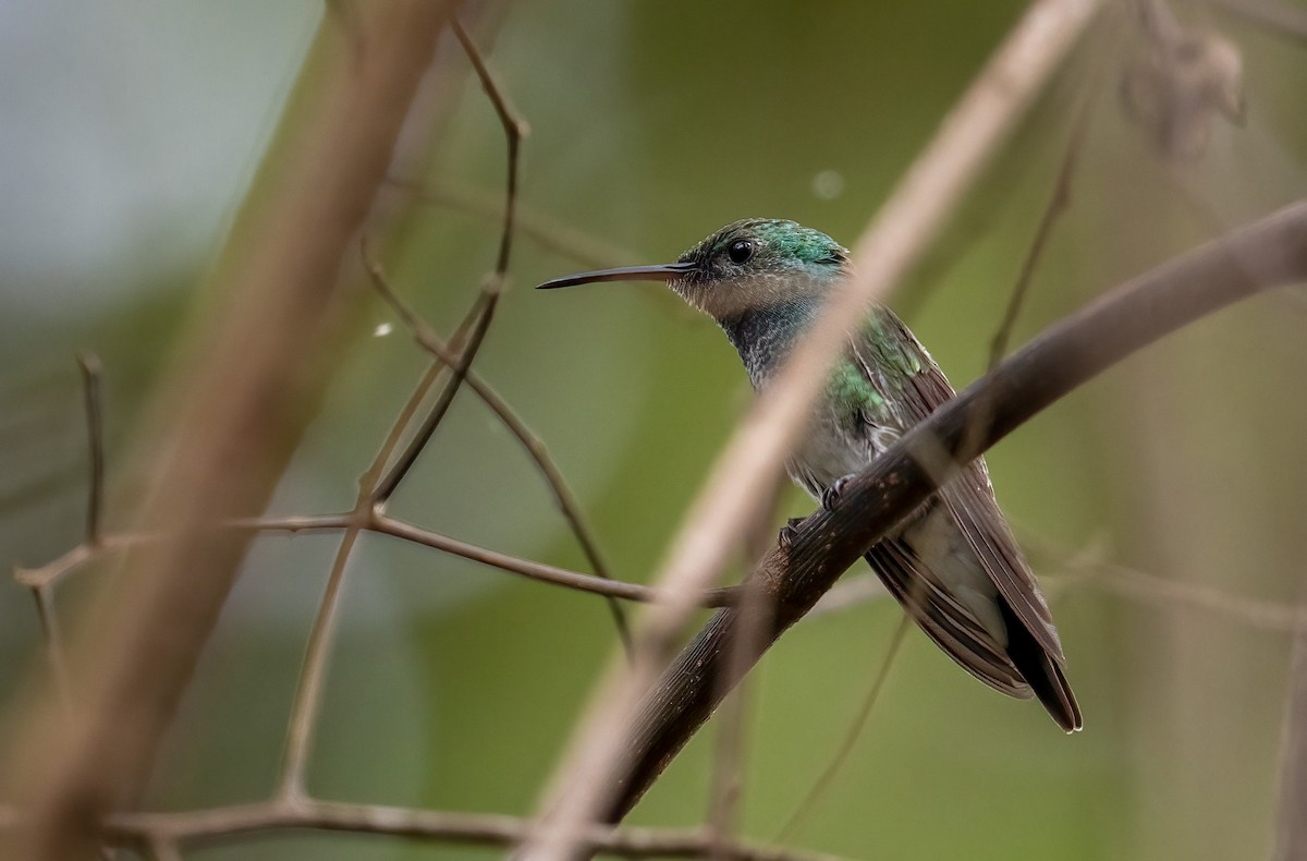 Mangrove Hummingbird - ML590212521