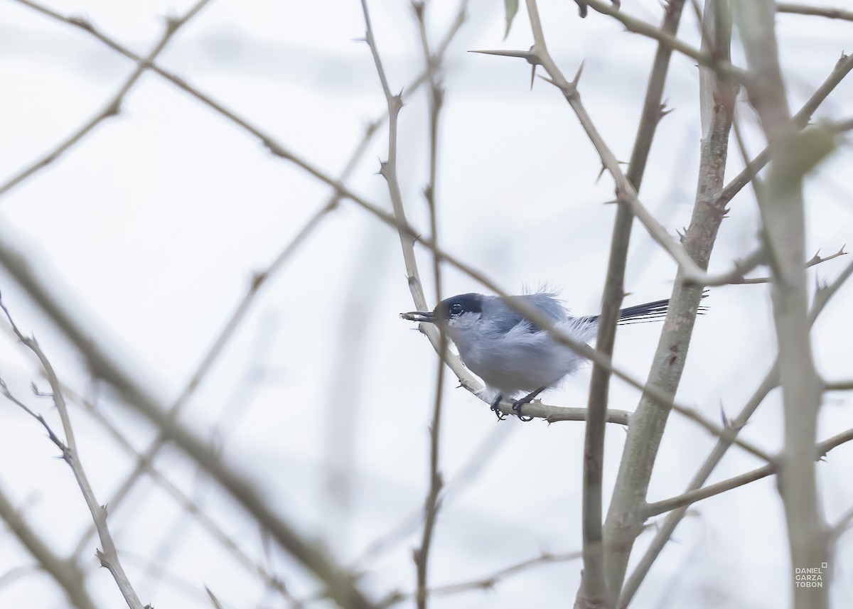 Black-tailed Gnatcatcher - ML590213271