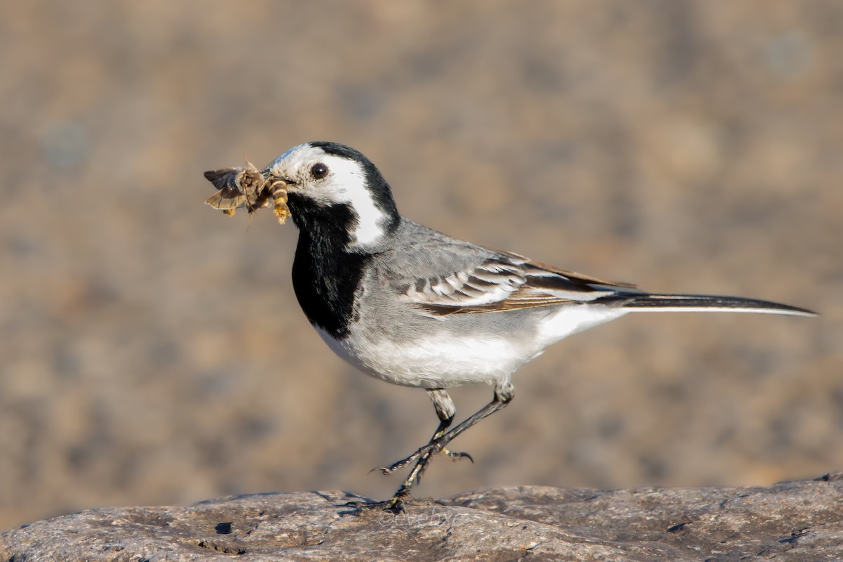 White Wagtail - Evelyn Henriquez