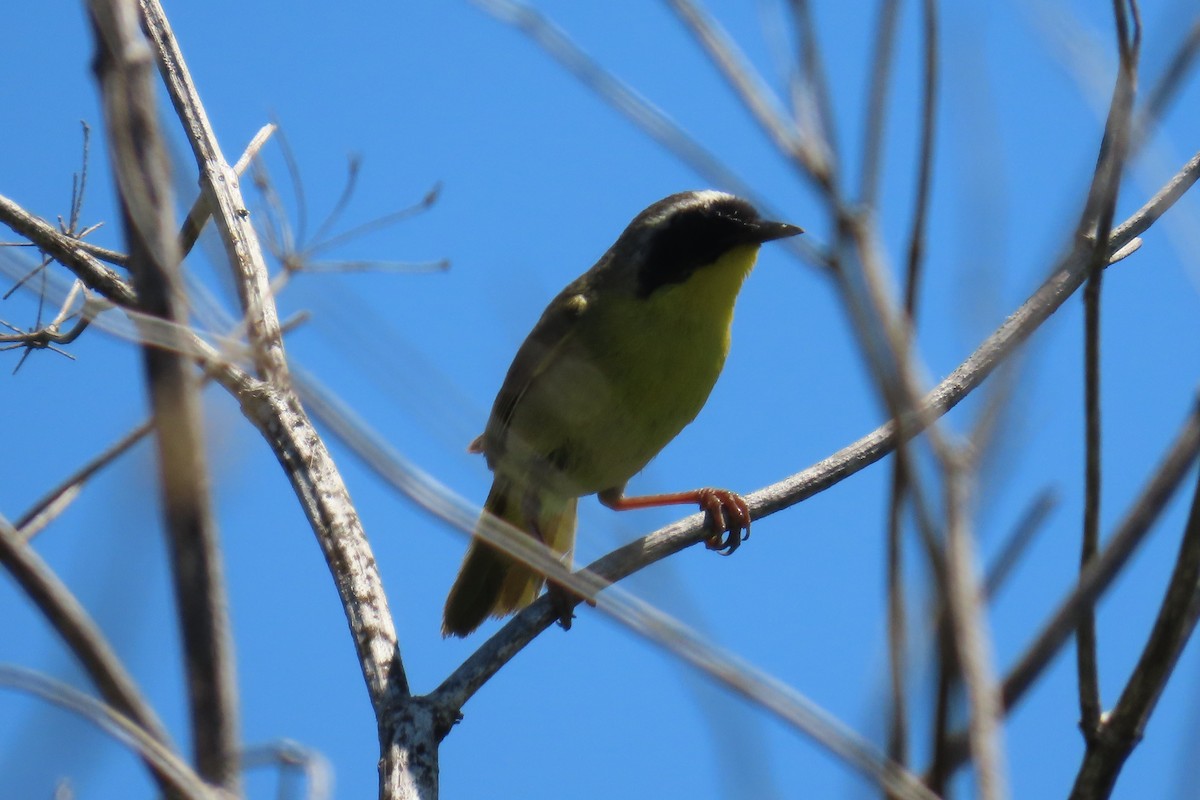 Common Yellowthroat - ML590213611