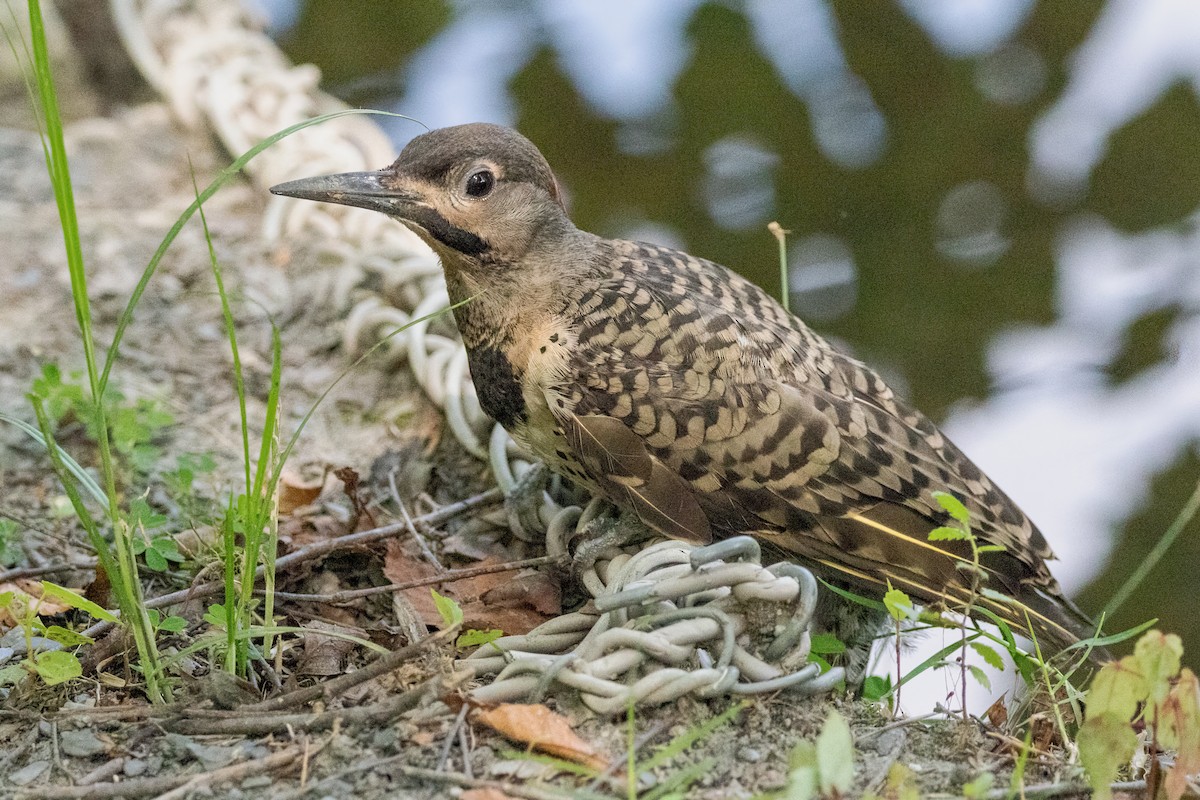 Northern Flicker (Yellow-shafted) - ML590213791