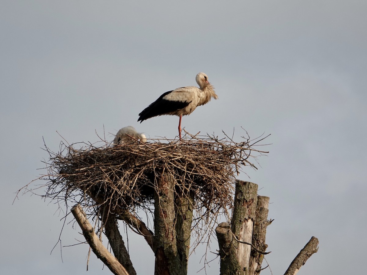 White Stork - Anna Karp
