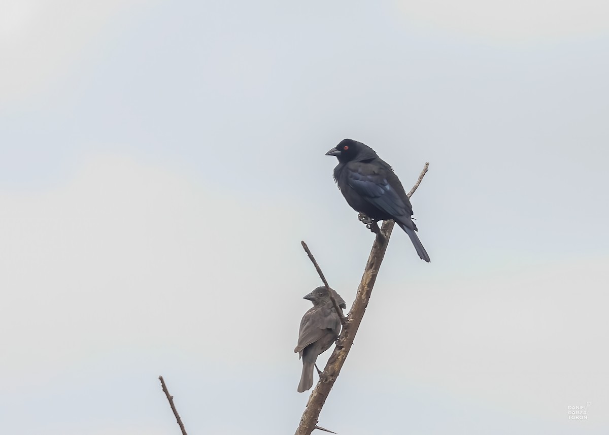 Bronzed Cowbird - ML590214531