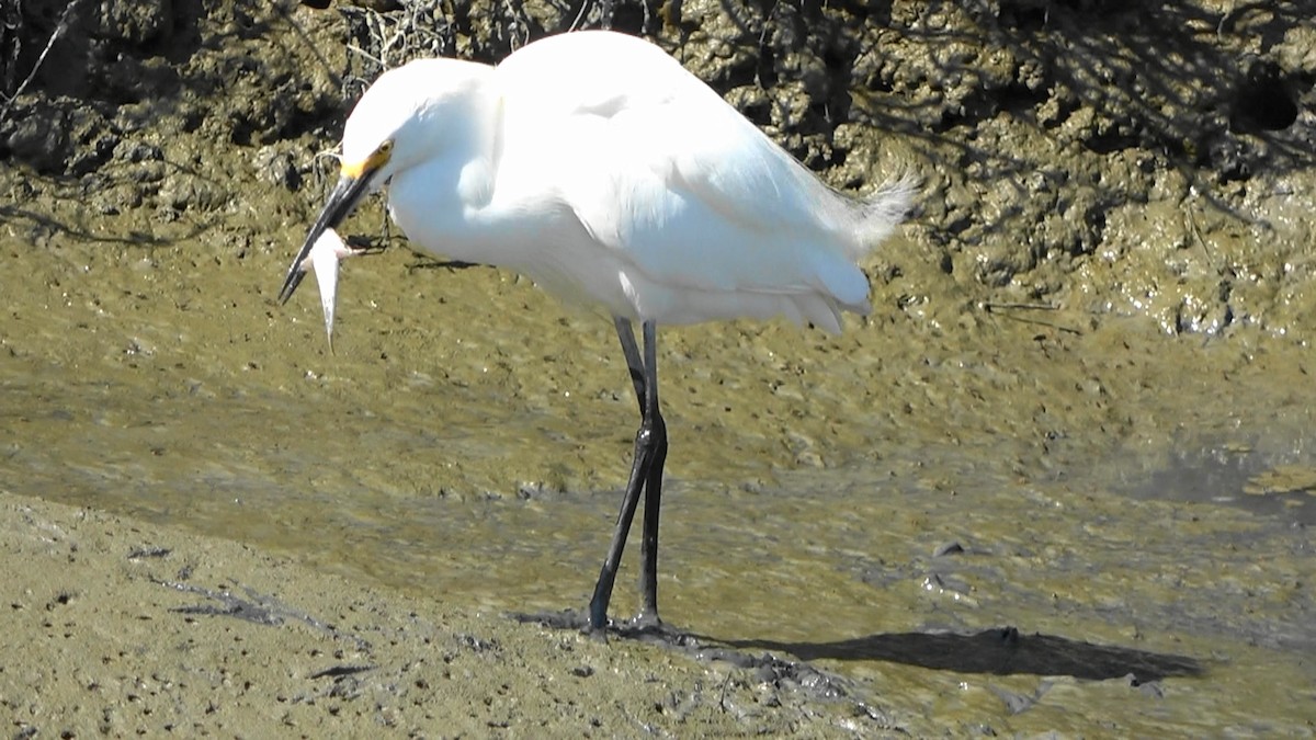 Snowy Egret - ML590215091