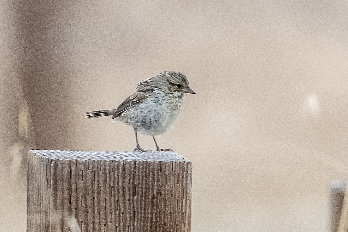 Song Sparrow - James McNamara