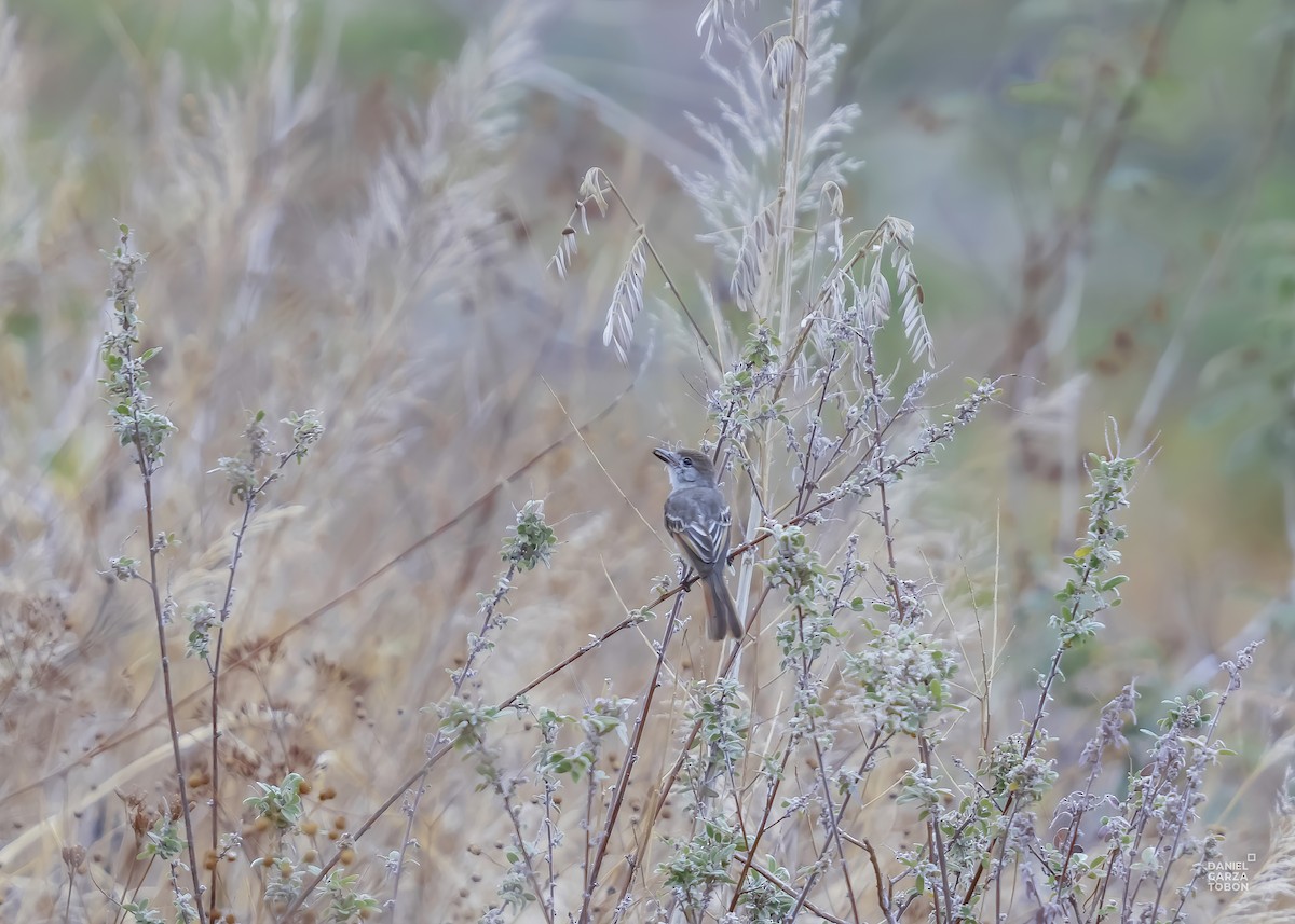 Ash-throated Flycatcher - ML590215641