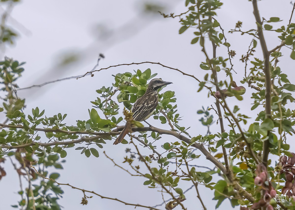 Sulphur-bellied Flycatcher - ML590215771