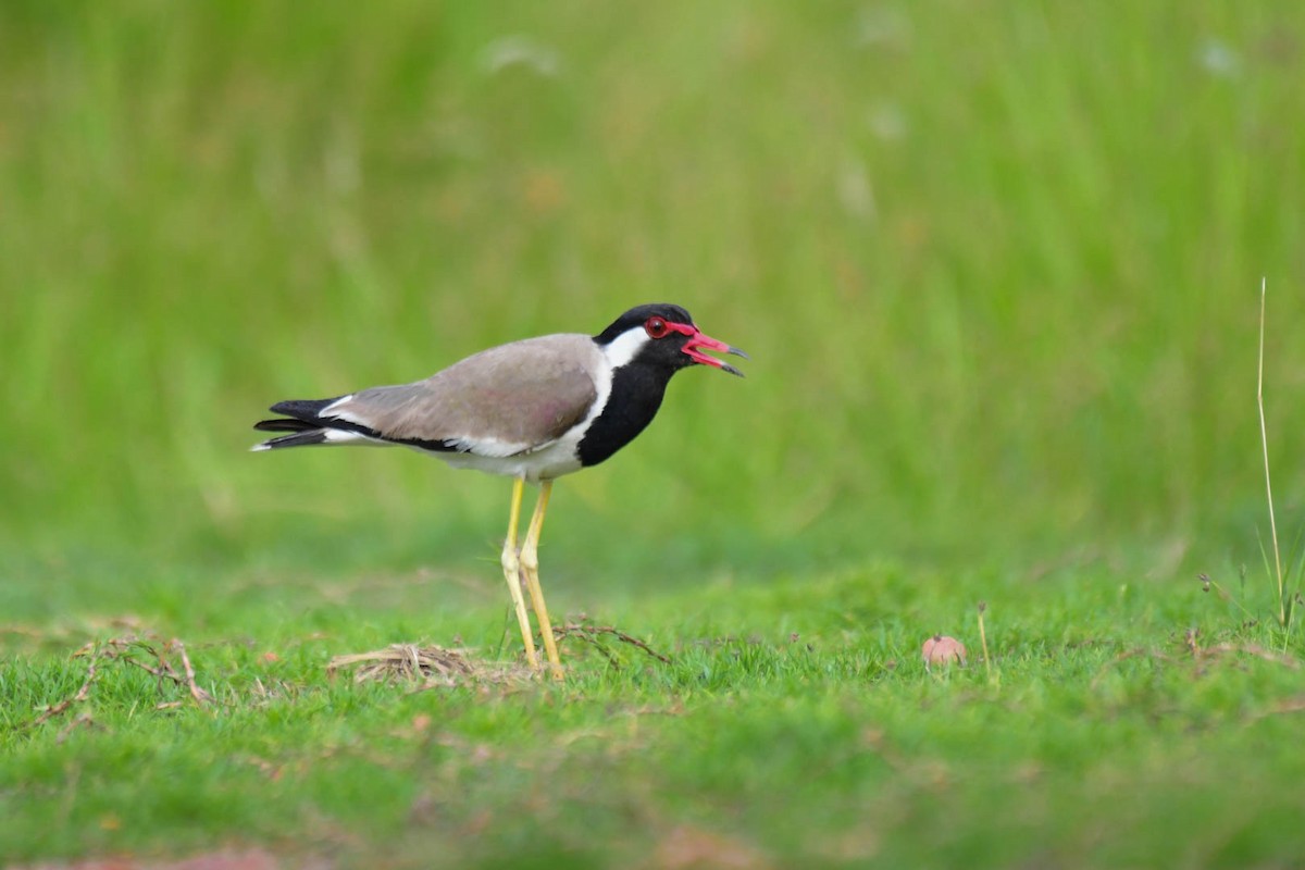 Red-wattled Lapwing - ML590217831