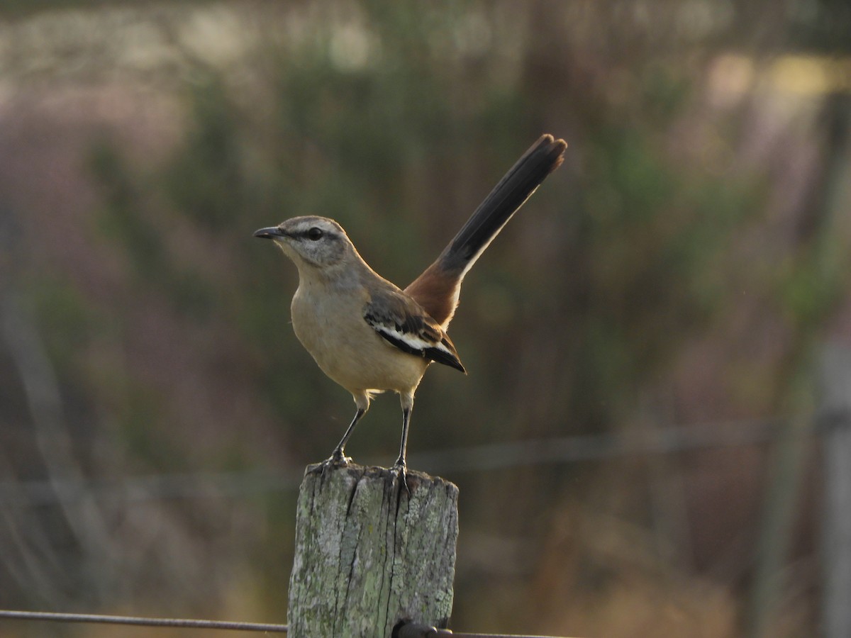 White-banded Mockingbird - Javier Alexander Piquillén Barboza