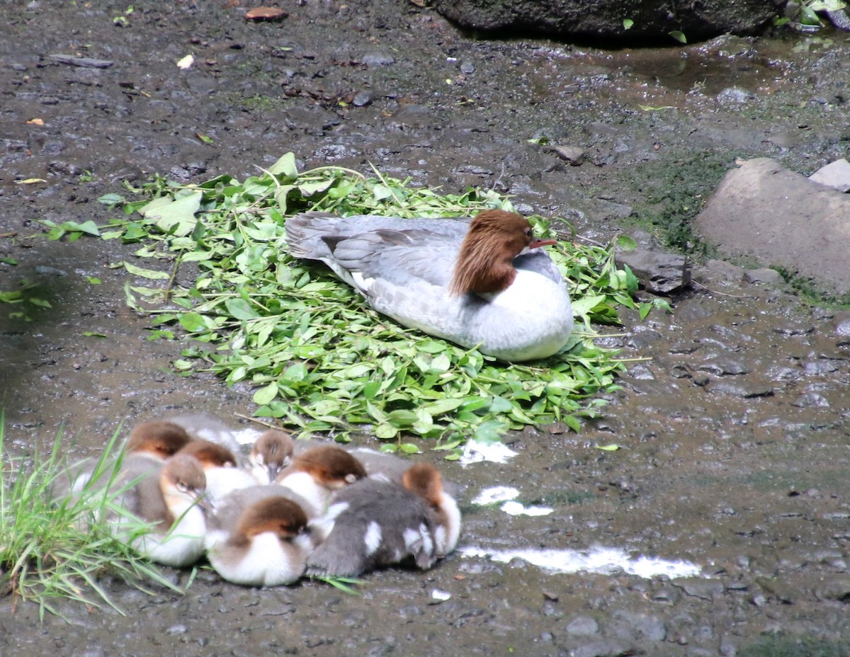 Common Merganser - ML590220001