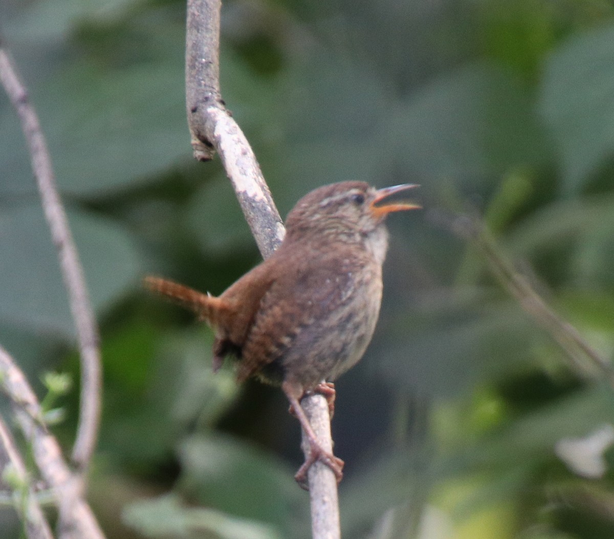 Eurasian Wren - ML590220221