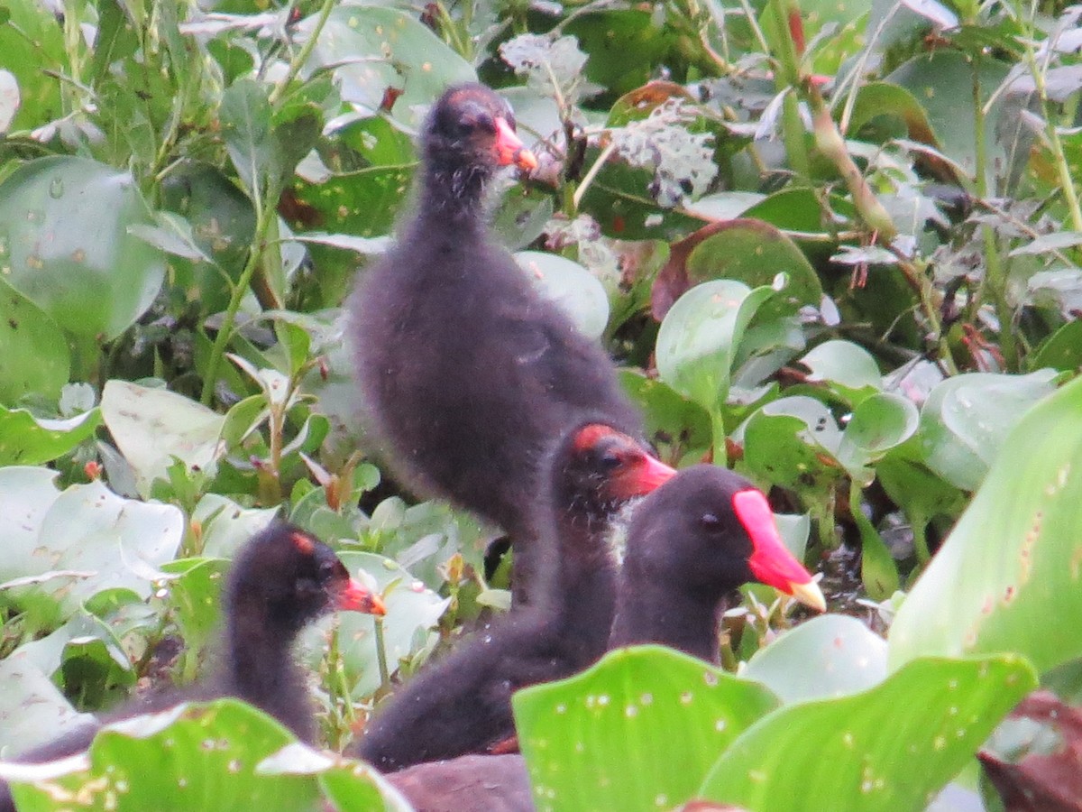 Common Gallinule - Glenn Ousset