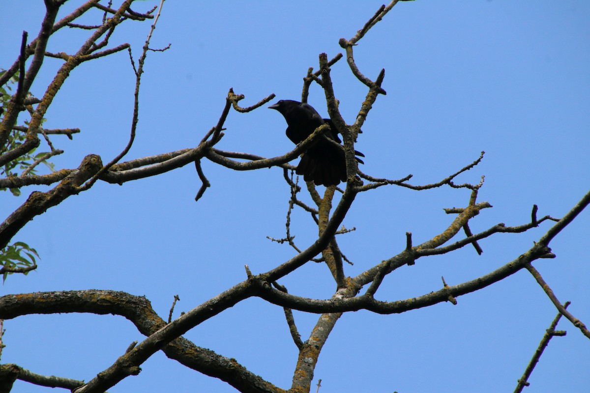 Carrion Crow - Deena Errampalli