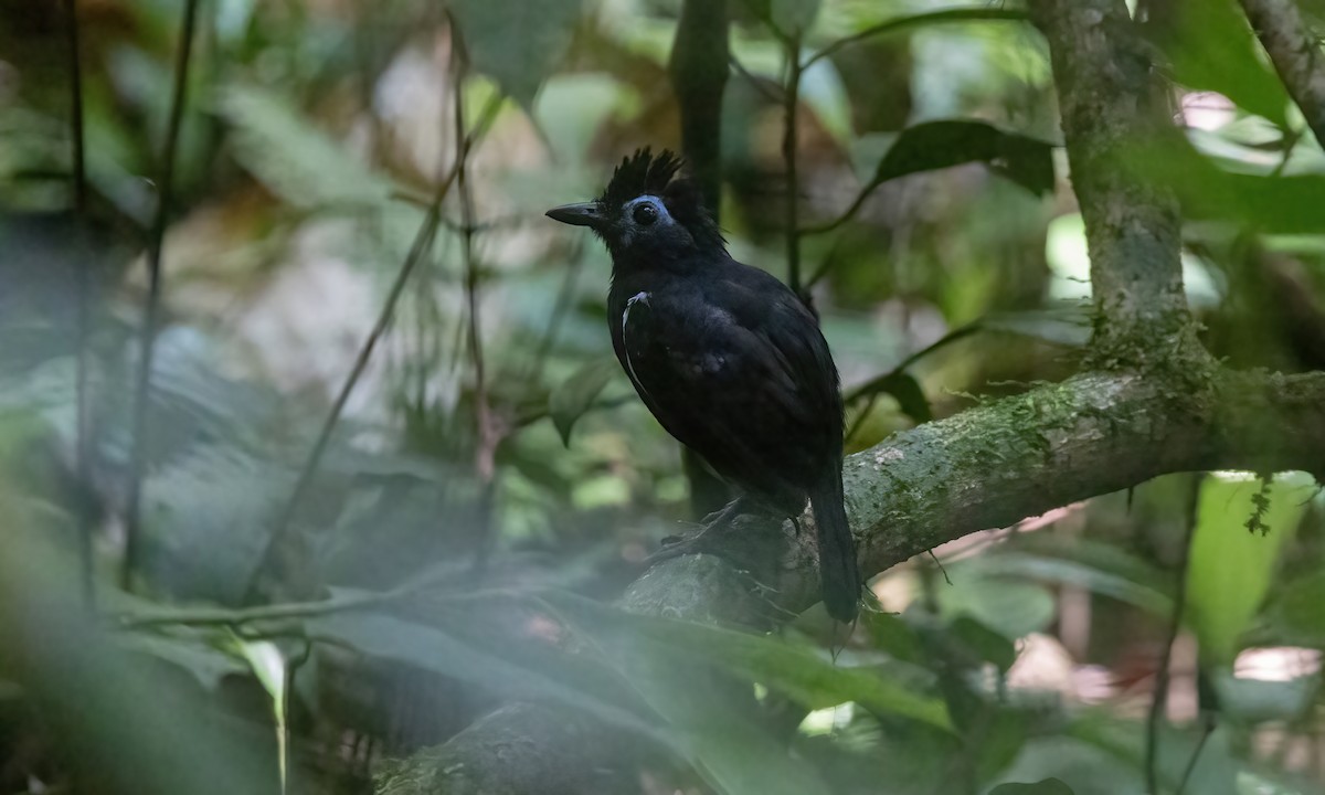 Sooty Antbird - Paul Fenwick