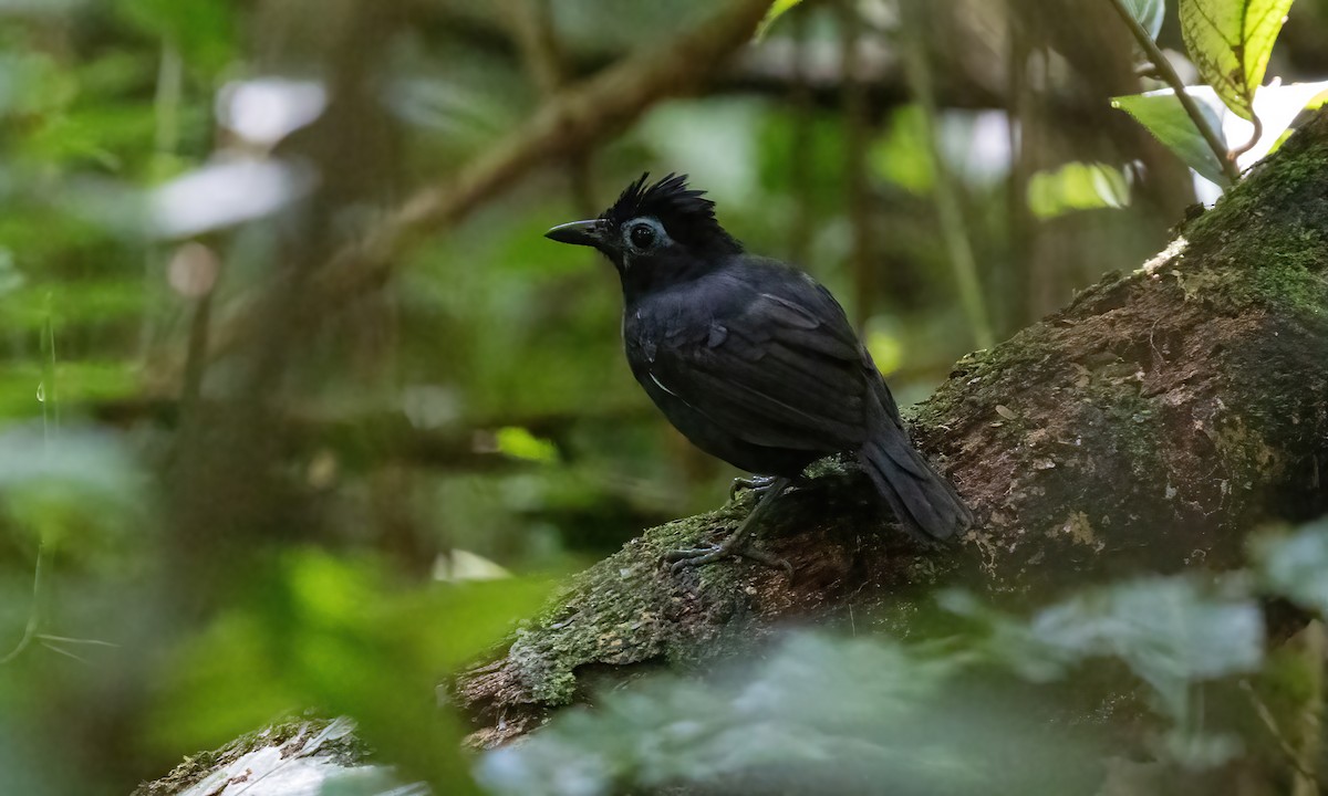 Sooty Antbird - ML590221401