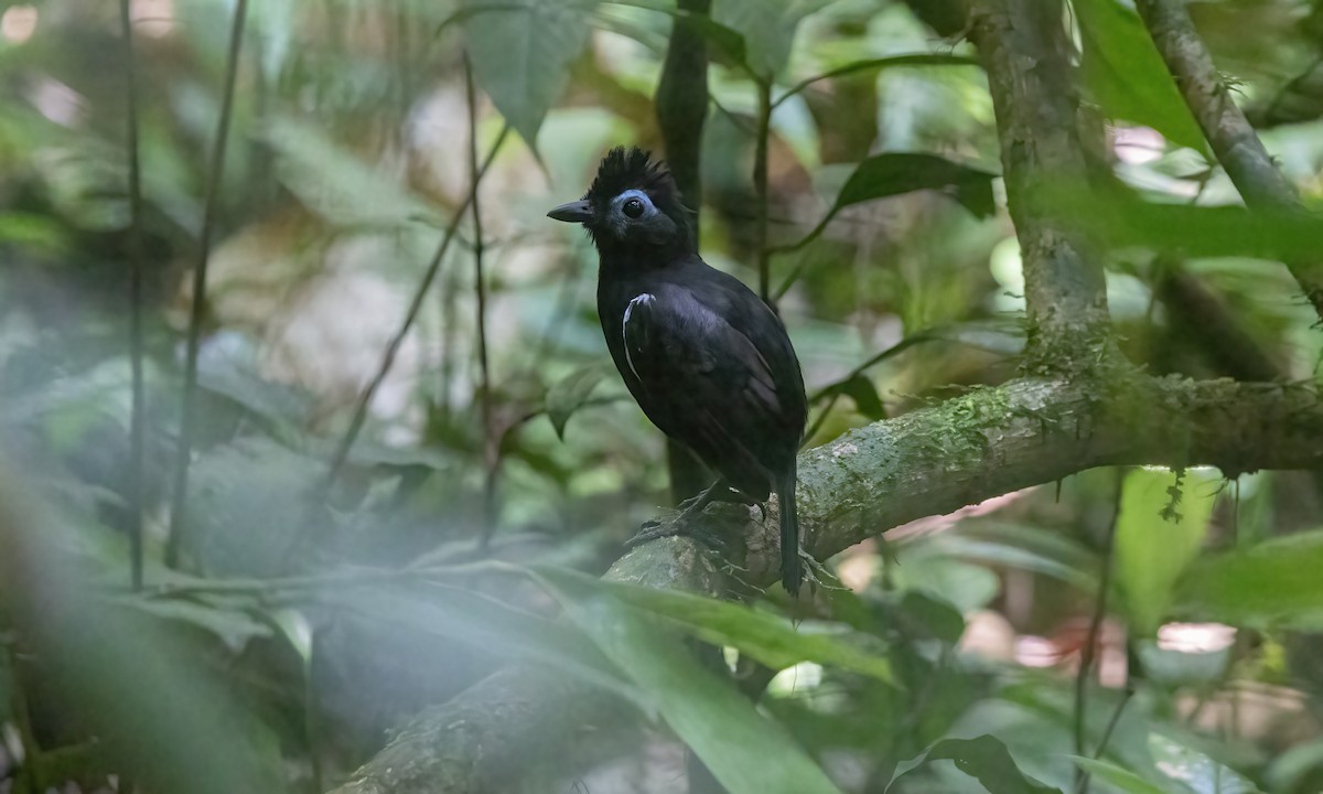 Sooty Antbird - Paul Fenwick