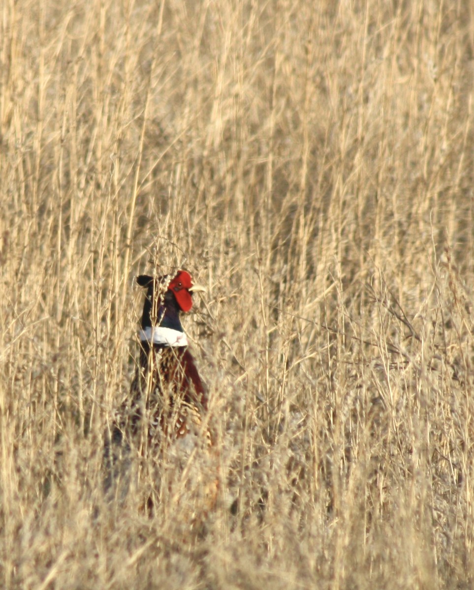 Ring-necked Pheasant - ML590222081