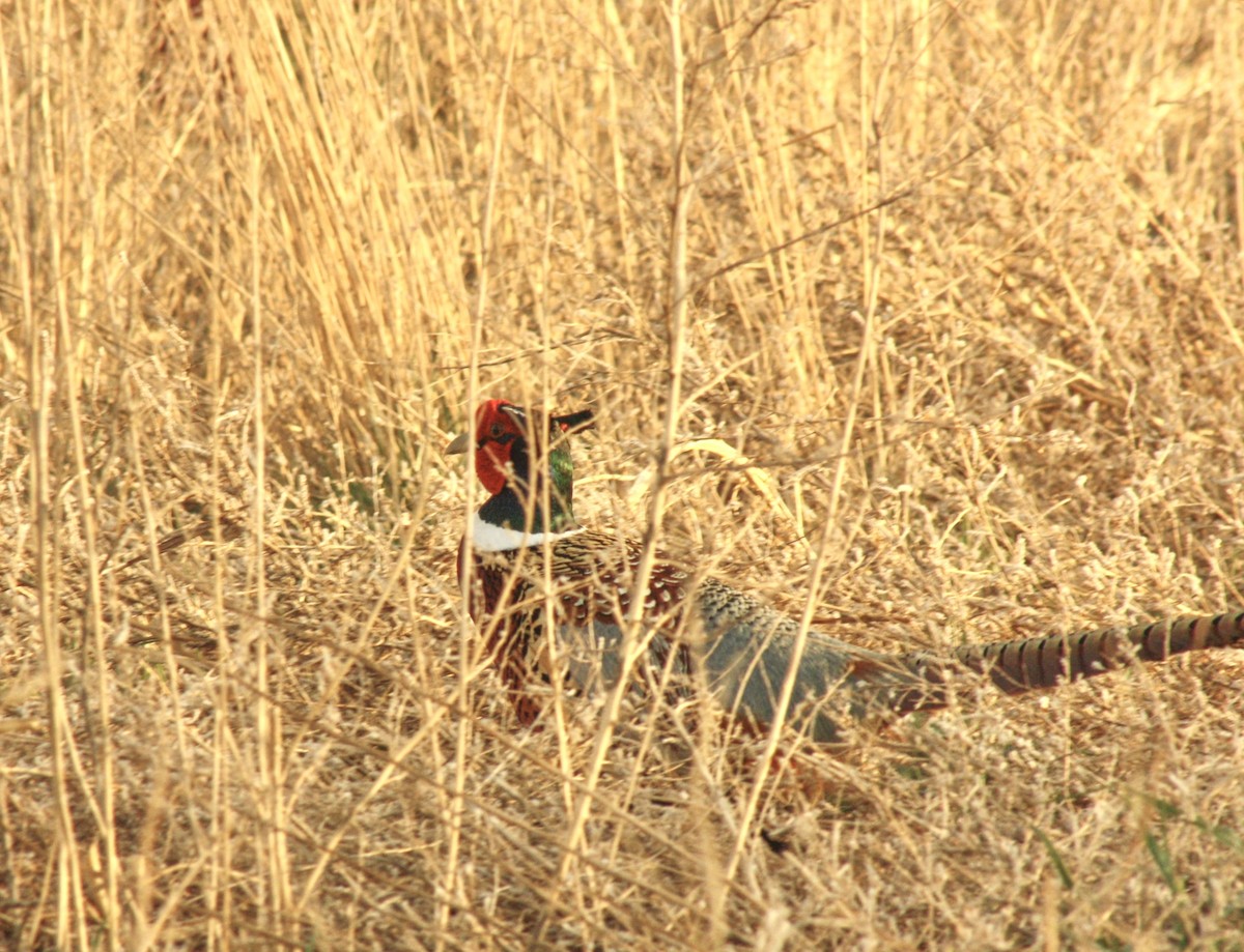 Ring-necked Pheasant - ML590222091