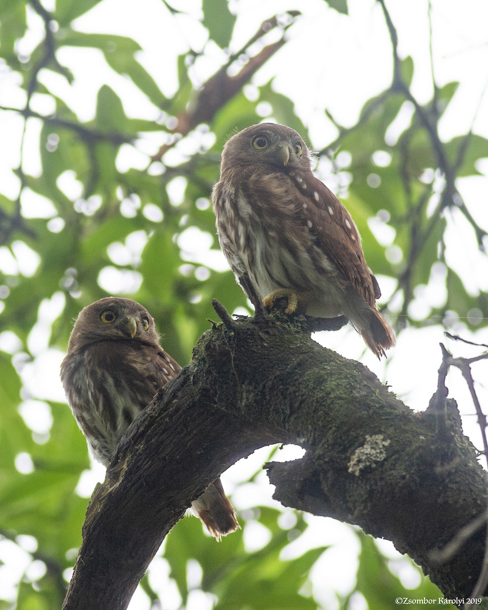 Ferruginous Pygmy-Owl - Zsombor Károlyi