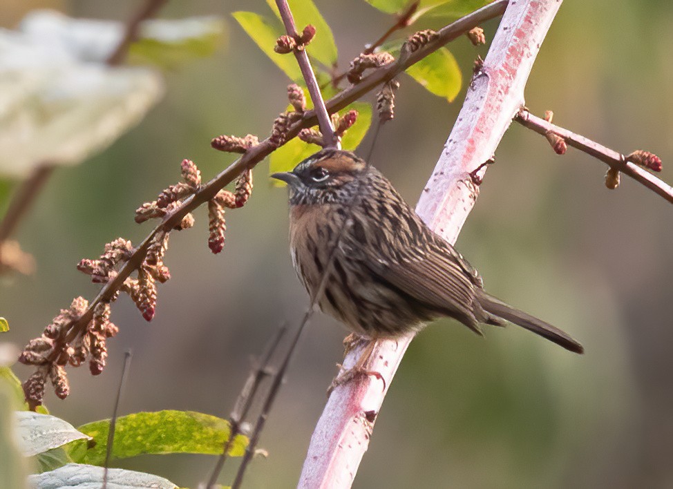 Rufous-breasted Accentor - ML590223001